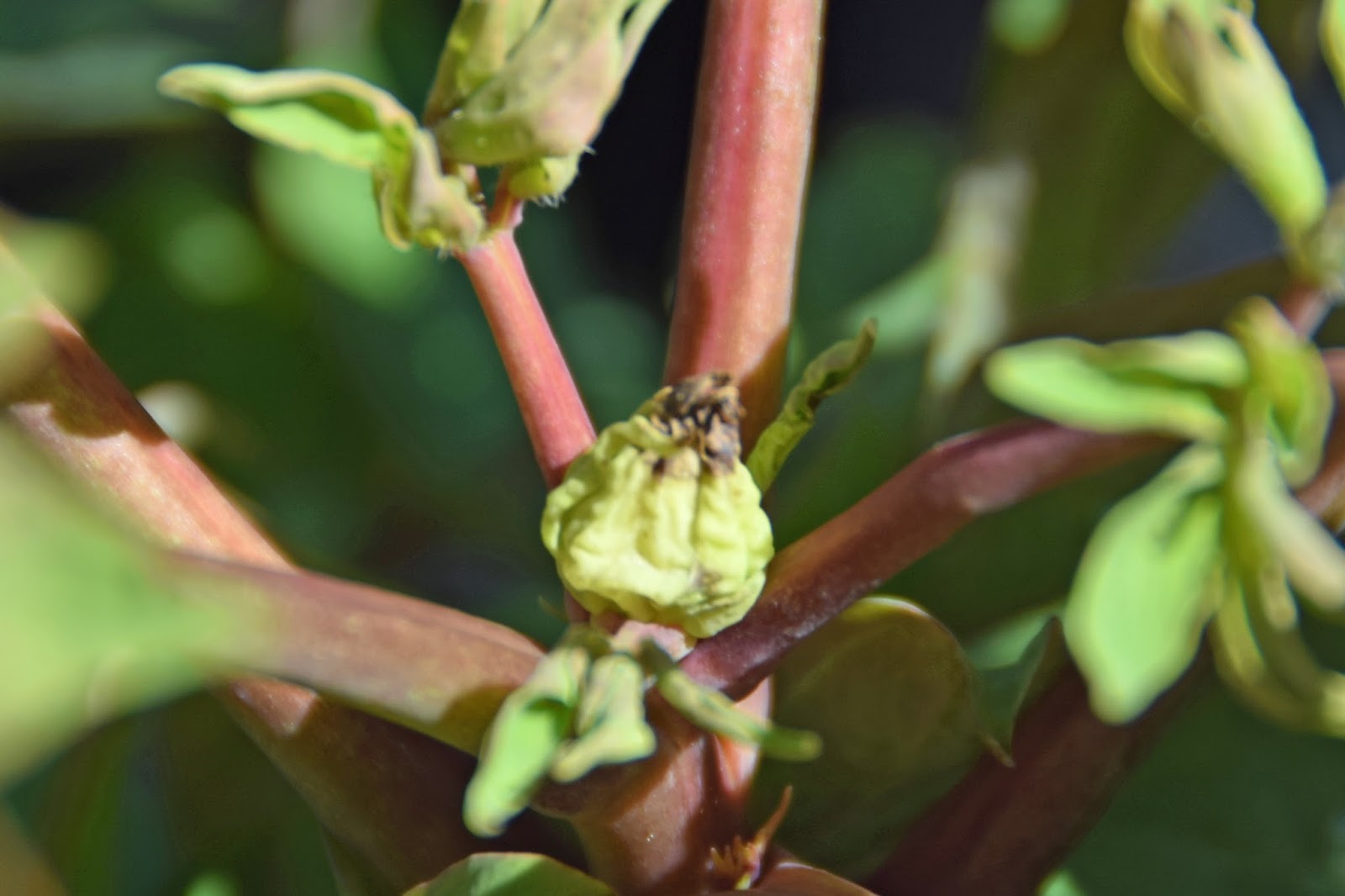 Southern Peony 2018 Cold Damage Tree Peony 'Lavender Hill'