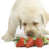 Αρέσουν οι φράουλες στον σκύλο;...