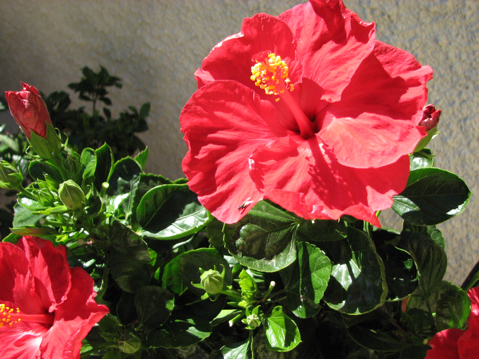 TEMPO CONTADO: Hibisco (Hibiscus)