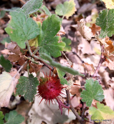 Ribes roezlii (Sierra gooseberry)