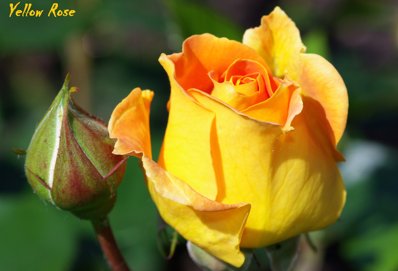 Bunga Mawar Kuning Yellow Rose Photos Alam Mentari