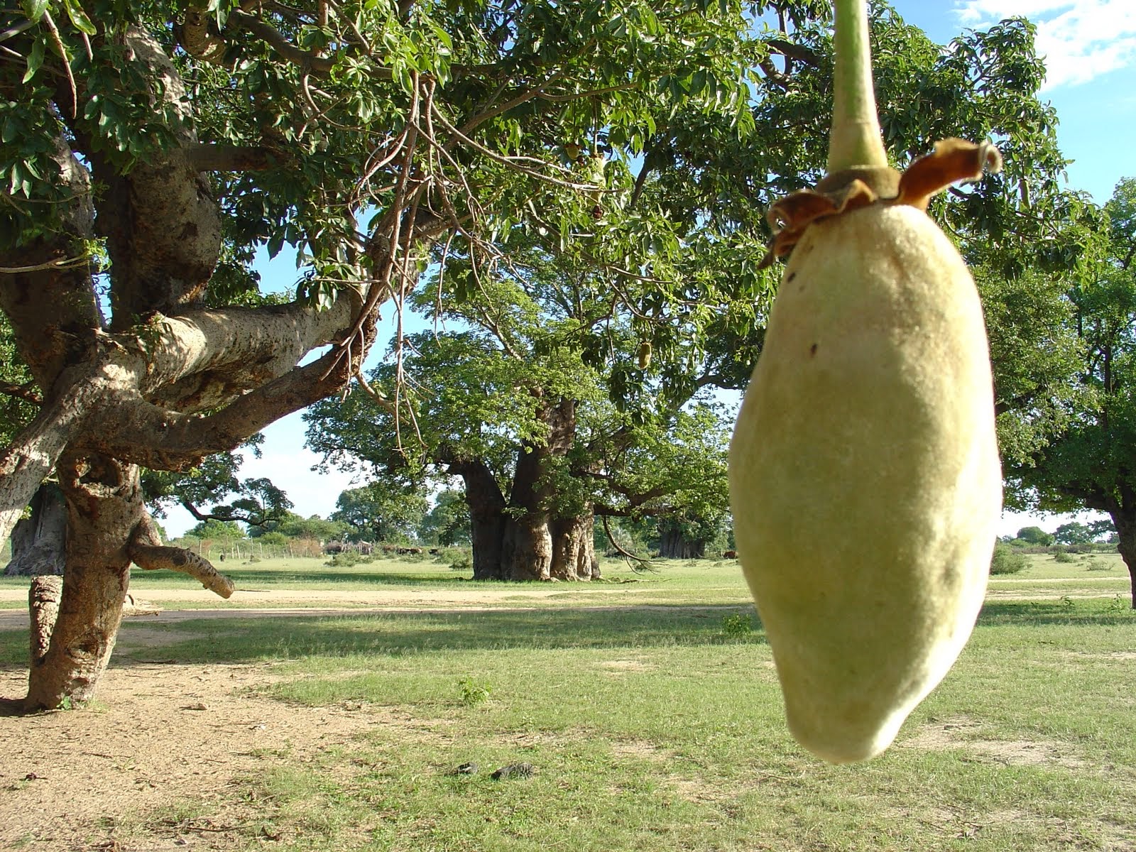 Tree Trunk Protector >> Liliana Usvat - Reforestation and Medicinal use of the ... Tree Trunk Protector >> Liliana Usvat - Reforestation and Medicinal use of the ...