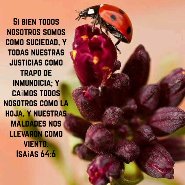 Reflexiones Diarias de Vida Nuestras justicias como trapo de inmundicias Reflexiones Diarias de Vida Nuestras justicias como trapo de inmundicias