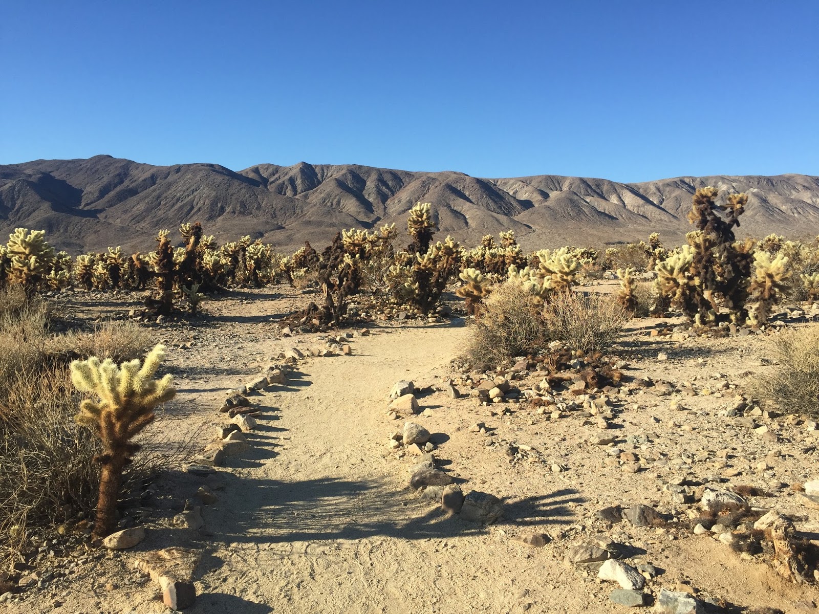 24 Hours in Joshua Tree National Park The Active Habitat
