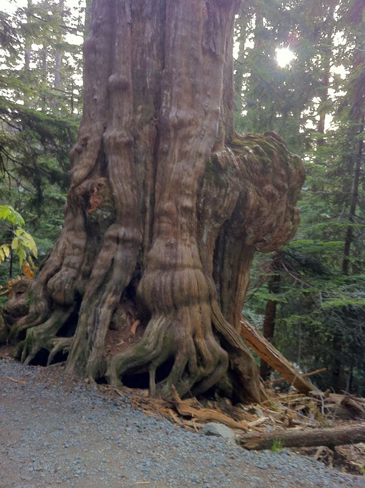 Vancouver Island Big Trees And The Wind Said
