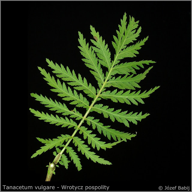 Tanacetum vulgare leaf - Wrotycz pospolity liść