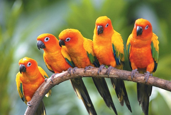 Tips Merawat Lovebird Mabung Dengan Benar Cara Merawat