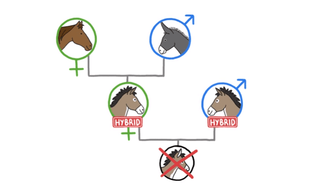 Why Mules Can’t Have Babies