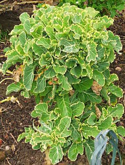Variegated Daubenton kale Variegated Daubenton kale