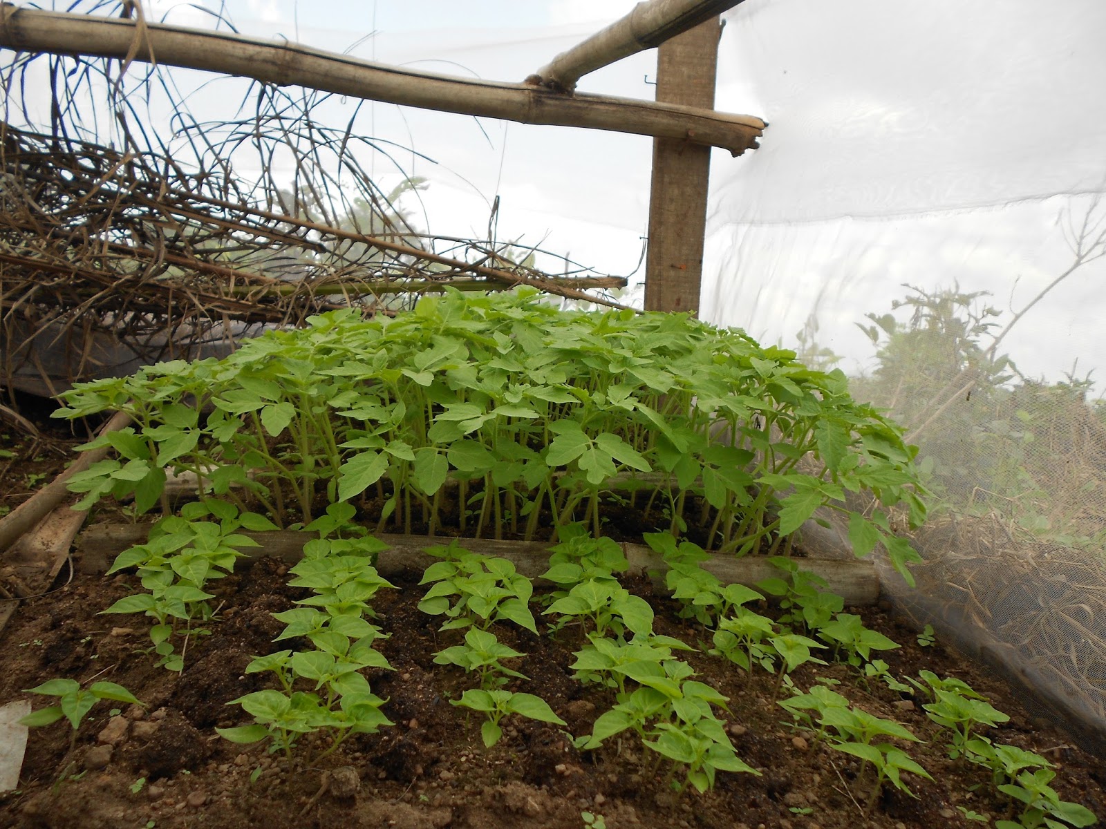 A TO Z OF HOW TO RAISE TOMATO NURSERY (PART ONE) HYBRID VEGGIES