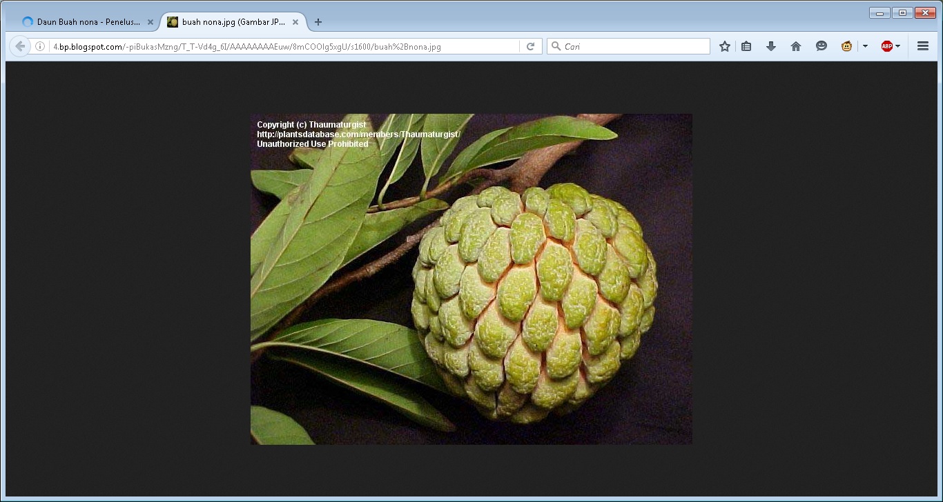 khasiat Daun Buah nona