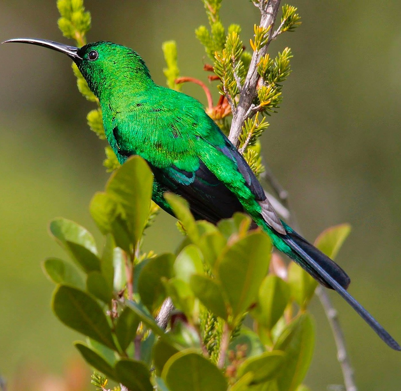 A malachite sunbird. A malachite sunbird.