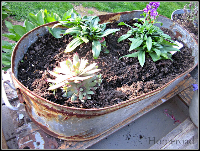 Galvanized tub filled with plants