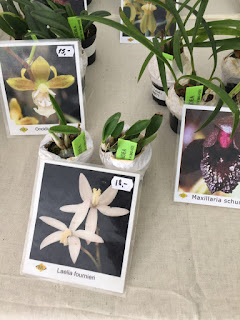 , Mostre primaverili: Horti di Veio e Monteporzio catone 2017, diarid'orchidee