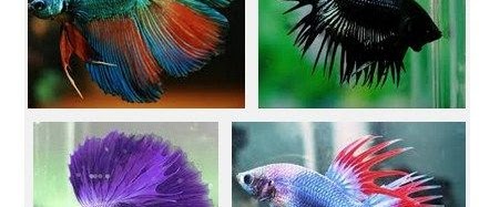Ini Dia Tips Mengetahui Ciri Fisik Cupang Aduan Kualitas Juara