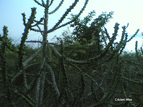 Cactus shrubs, jungle adventure