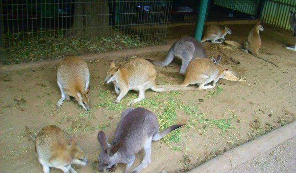 Kangaroos roaming around Featherdale Wildlife Park.