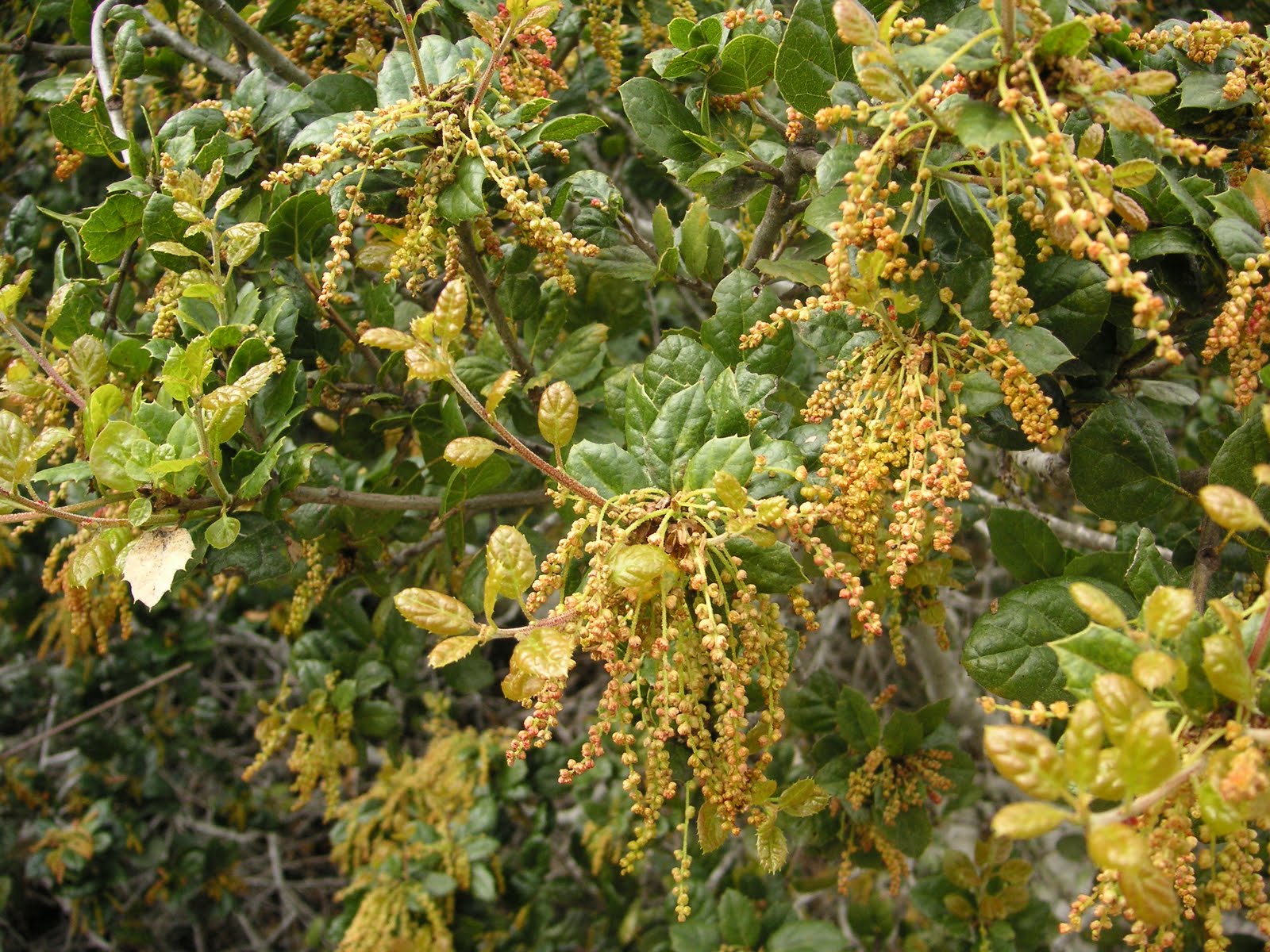Nature ID coast live oak 03/20/11 Fort Ord