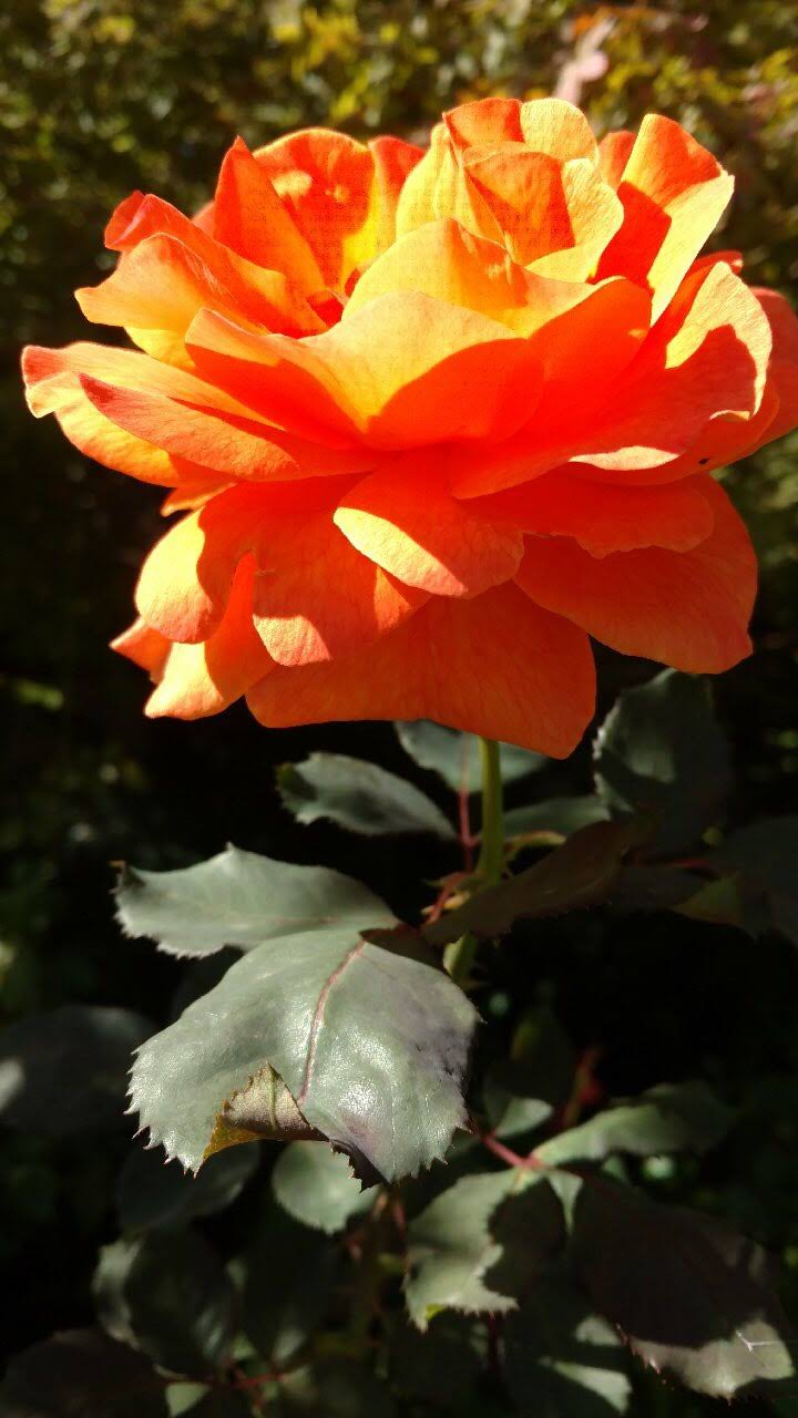 October rose care How to make the season last