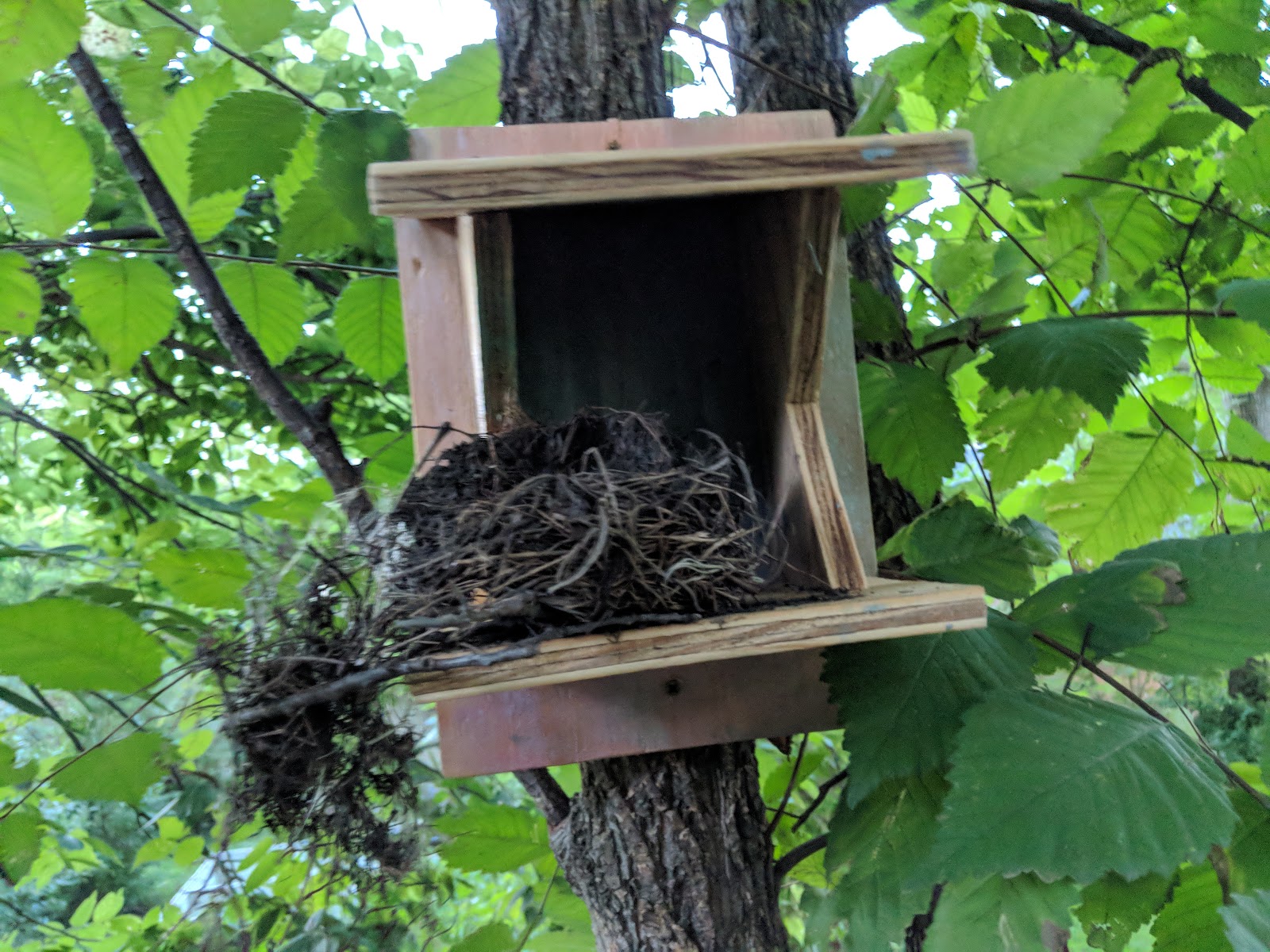 Robin's Nesting Shelf With Nest