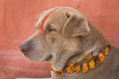 alt="perro con guirnalda en nepal"