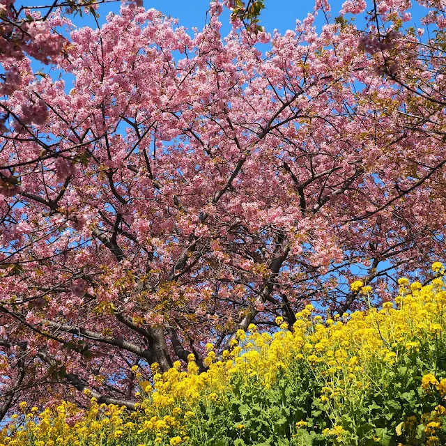 西平畑公園　河津桜　菜の花
