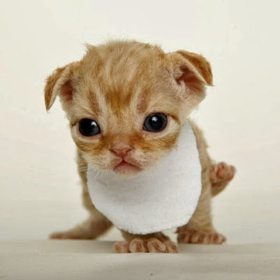 Kitten