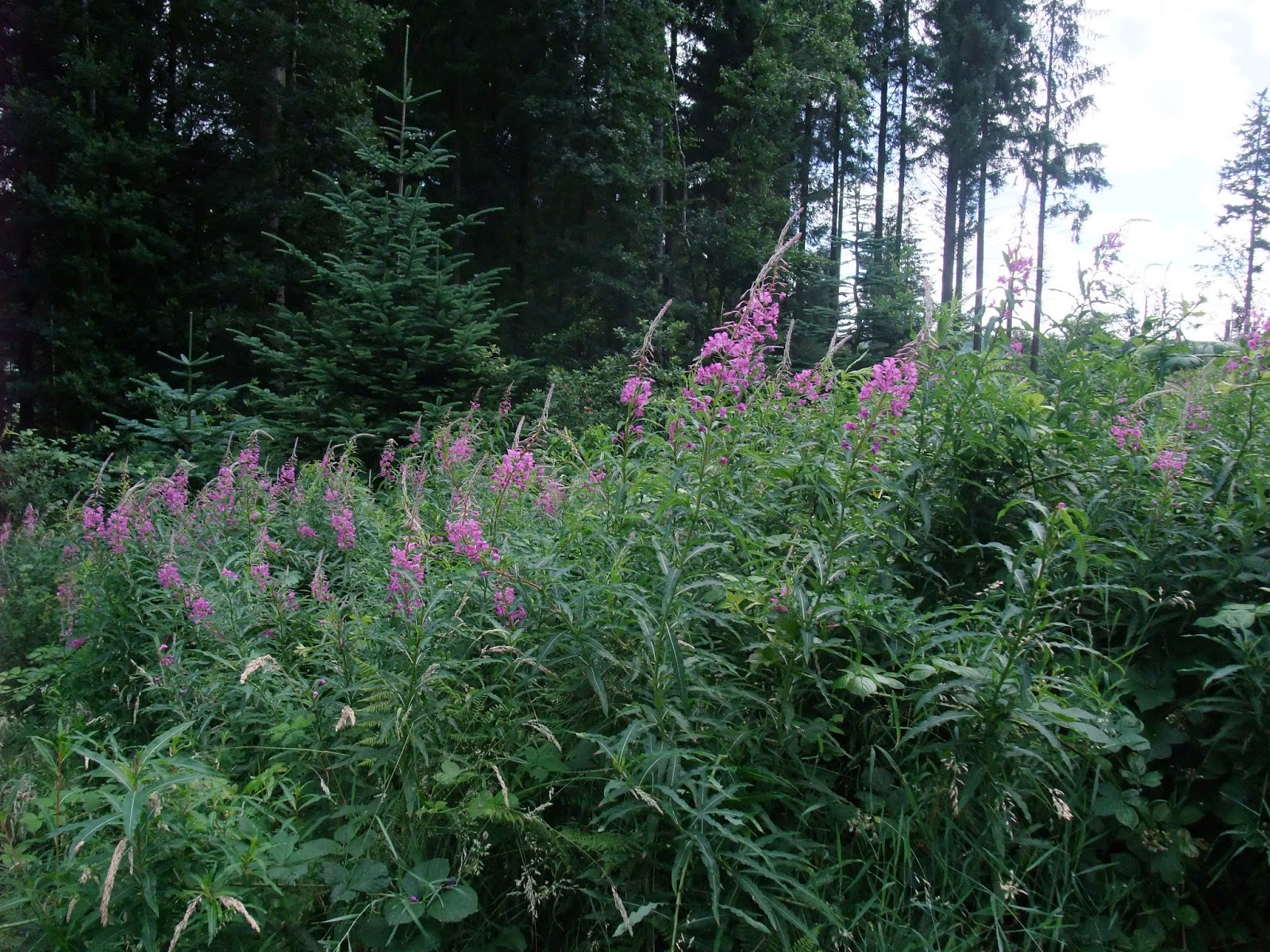 HERBAL PICNIC: WILLOWHERB / FIREWEED