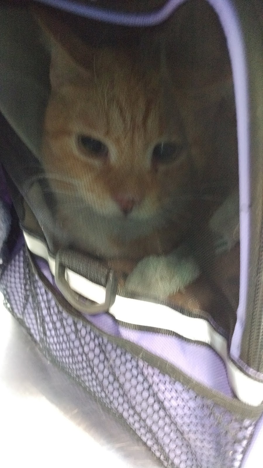 Random Felines Living with a semi feral cat