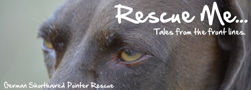 Rescue Me - GSP Rescue Tales From The Front Lines