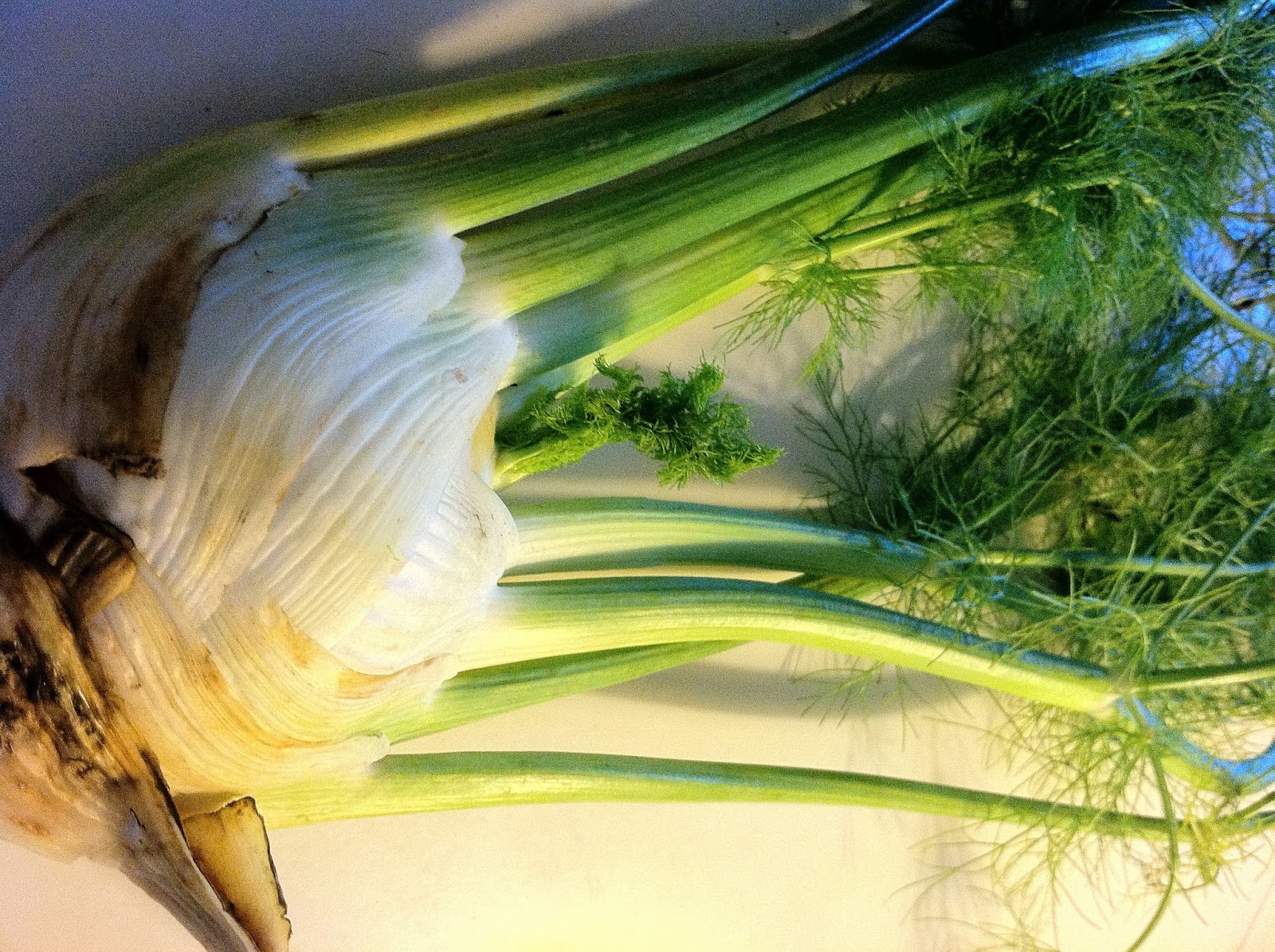 Hungry Yogi What to do with a fresh fennel bulb