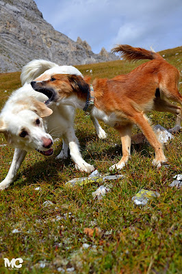 dogs cani fighting montagna foto valle d'aosta sexy