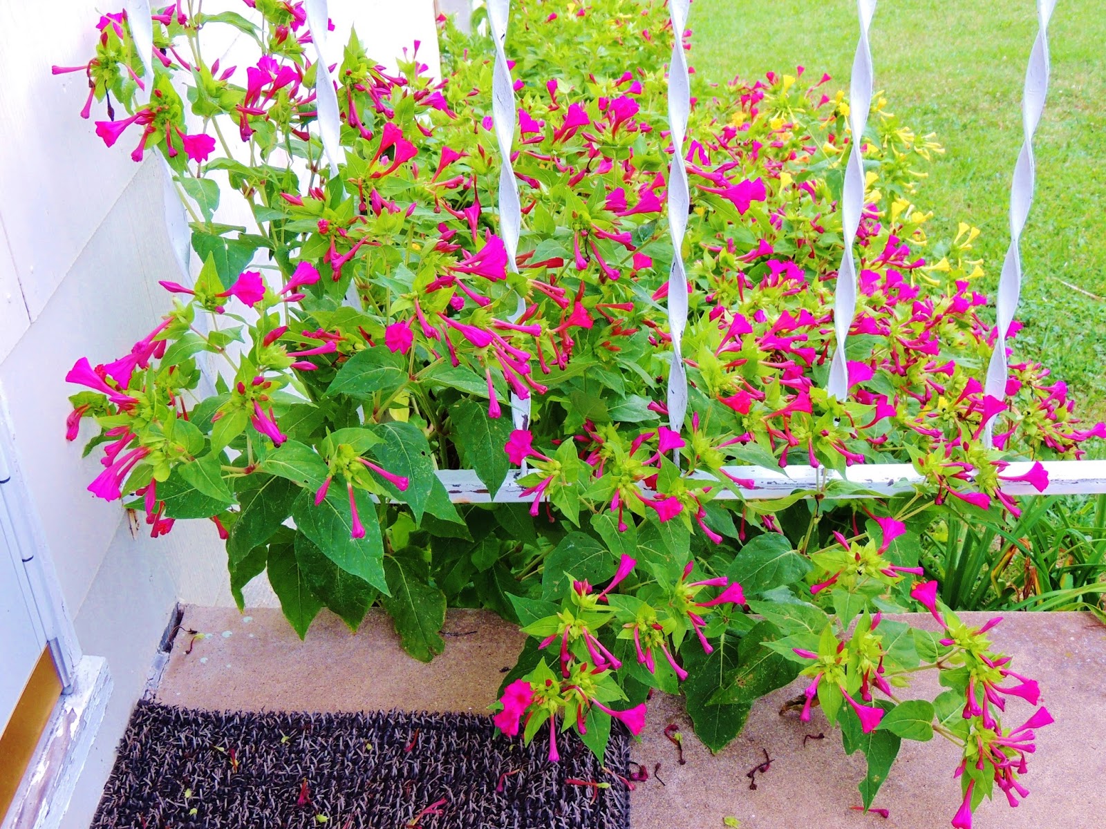 Let Your Light Shine Four O'Clocks