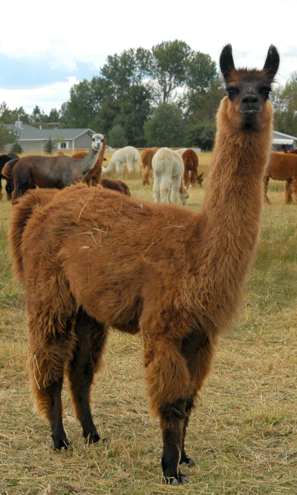 Alpaca Overview: Is it a Llama? What is the difference ...
