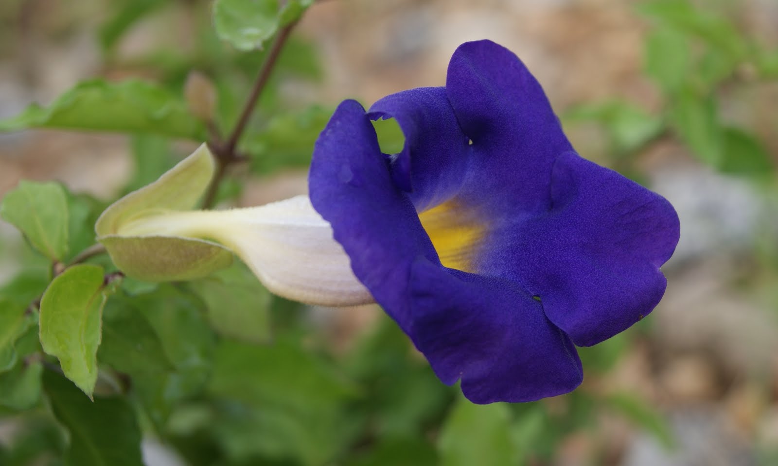 my-little-vegetable-garden-blue-flower-of-thunbergia-erecta-king-s
