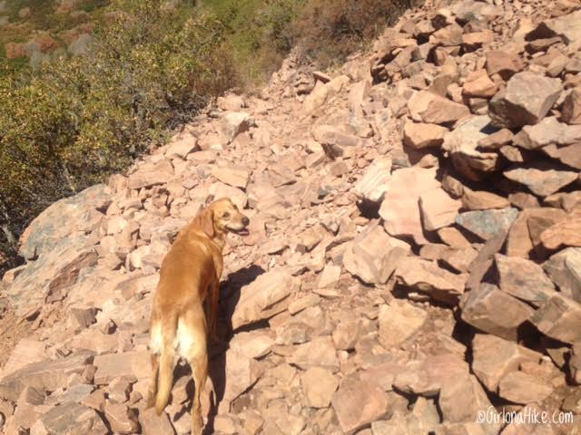 Hiking to Grandeur Peak, Millcreek Canyon, Utah, Hiking in Utah with Dogs Hiking to Grandeur Peak, Millcreek Canyon, Utah, Hiking in Utah with Dogs