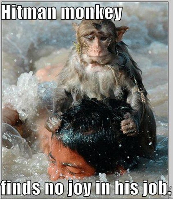 animal pictures with captions, hitman monkey
