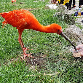 Phantastische Vögel aus aller Welt: Unterwegs im Weltvogelpark Walsrode (+ Verlosung). In der Freiflughalle erleben wir rote Sichler und rosa farbene Löffler.
