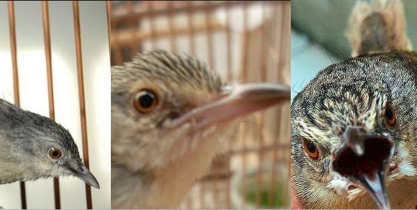 41++ Gambar burung ciblek jantan muda terupdate