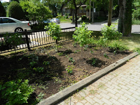Mount Pleasant West Toronto garden renovation removing lawn after by Paul Jung Gardening Services