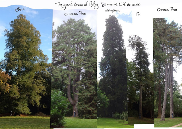 tall trees in Arley Arboretum 