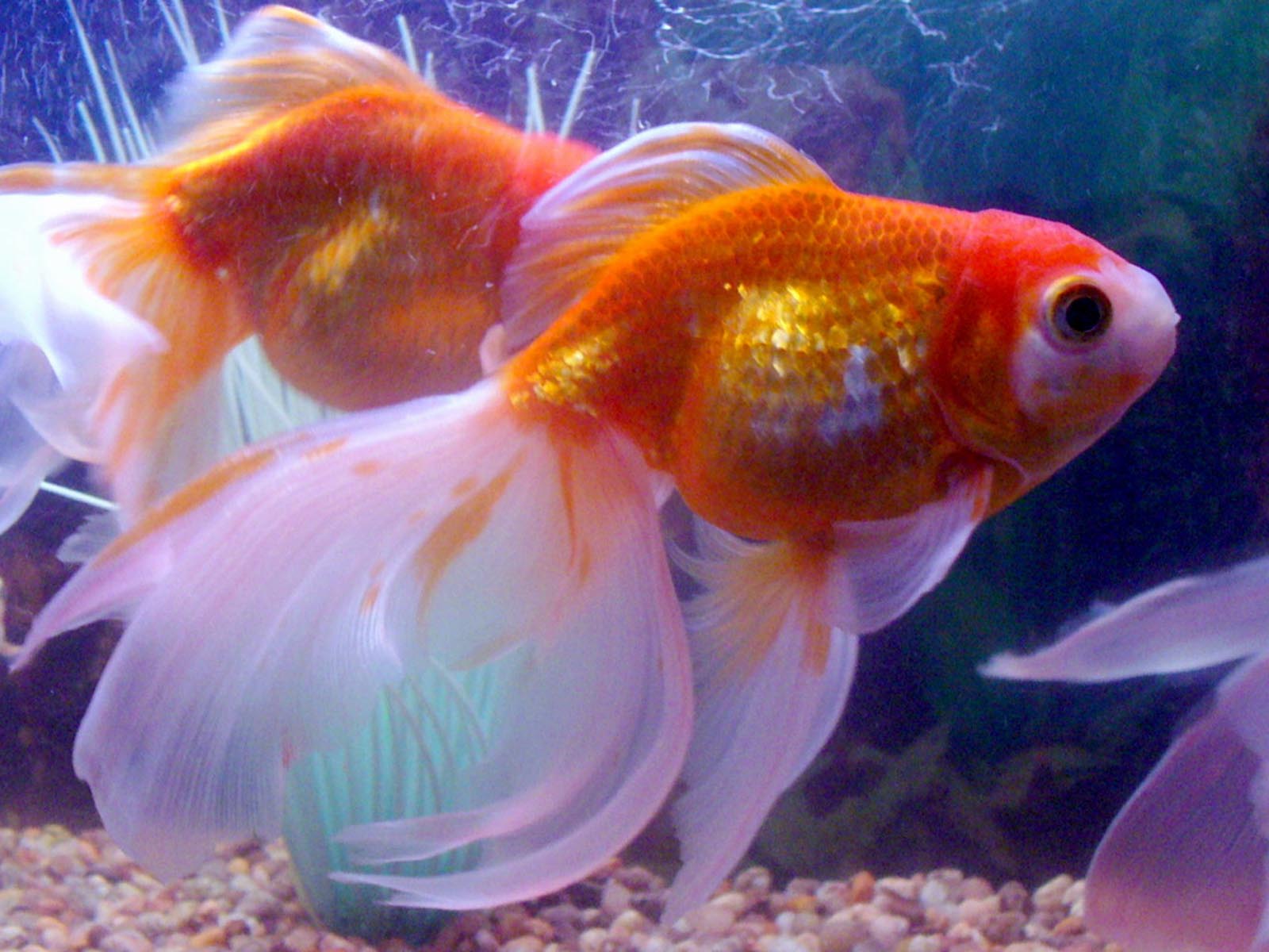 Аквариумная рыба золотая рыбка. Золотая рыбка вуалехвост. Вуалехвост рыбка аквариумная. Оранда вуалехвост. Вуалехвост золотой.