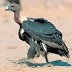 Four Asian Vulture Species on Highest Protection List