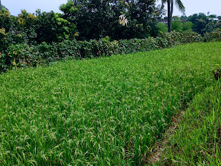 Paddy Plant In The Rice Field
