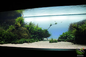 リスボン水族館 『水中の森』