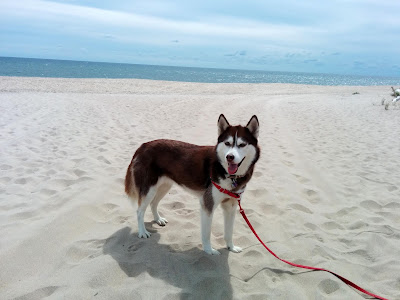Long Island Ny Beaches That Allow Dogs Long Island Ny Beaches That Allow Dogs