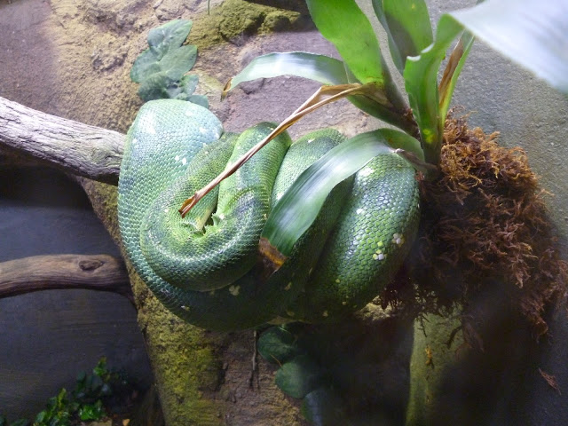 green snake at marwell zoo