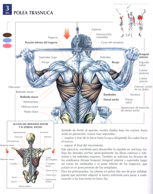 De biceps y espalda ejercicios