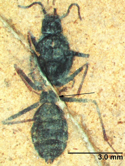 New ant species emerge from 46-million-year-old rock in Montana
