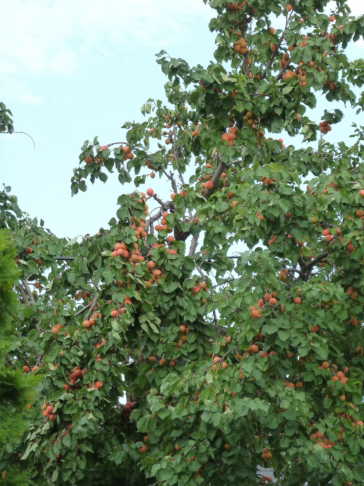 Turbohausfrau: Marillen, Marillen, Marillen